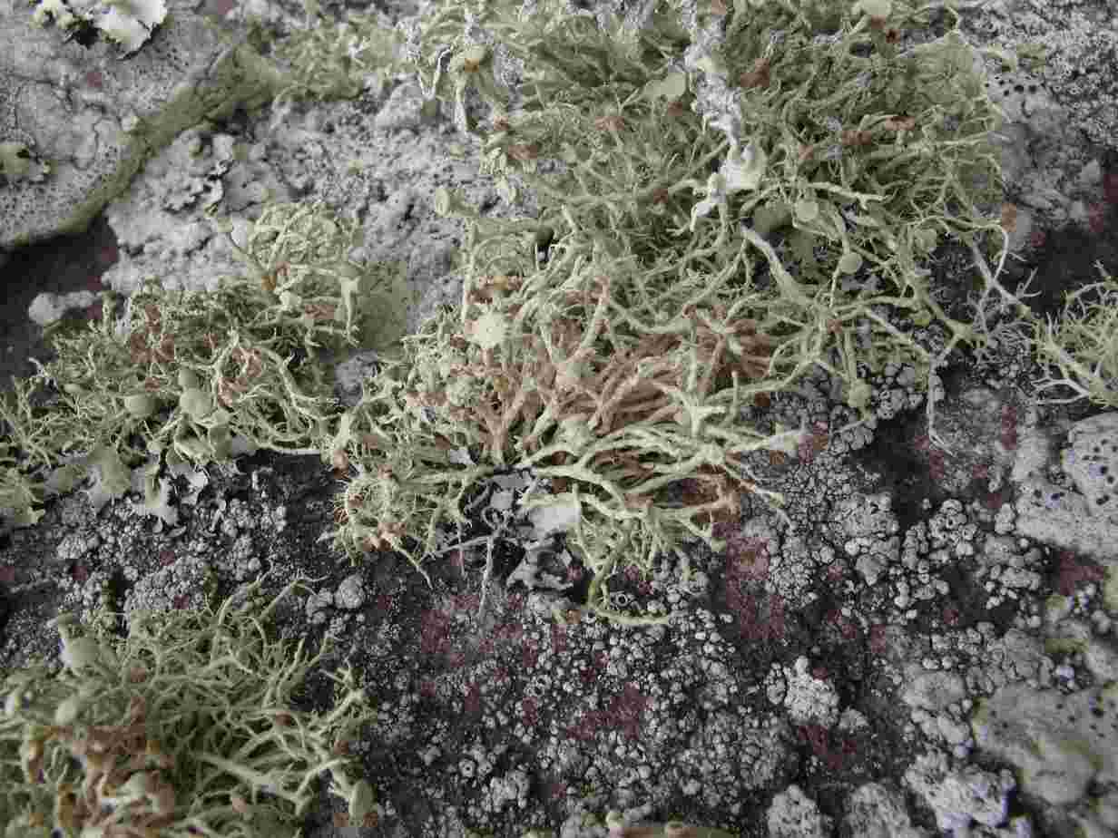 [Ramalina timdaliana]